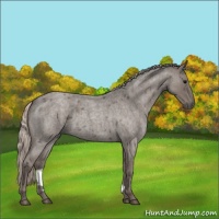 Horse Color:Silver Blue Roan 