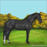 Horse Color:Black 