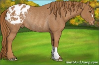 Horse Color:Chestnut Blanket Rabicano 