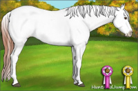 Horse Color:Bay Dun Appaloosa 