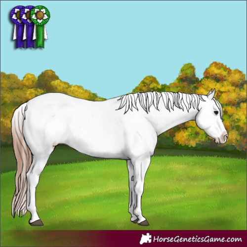 Horse Color:White Spotted Bay Frame Appaloosa 