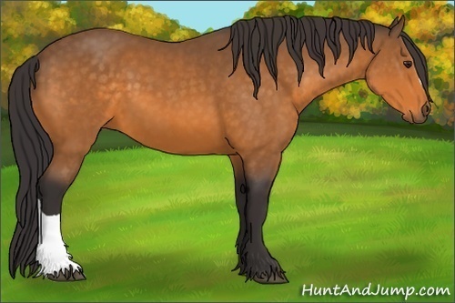 Horse Color:Buckskin 
