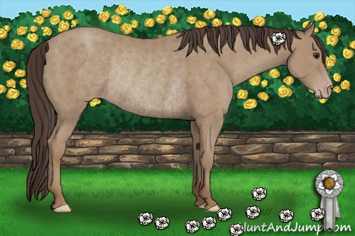 Horse Color:Classic Champagne Rabicano 