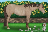 Horse Color:Classic Champagne Rabicano 