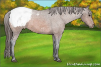 Horse Color:Bay Appaloosa 