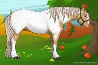 Horse Color:Palomino Appaloosa