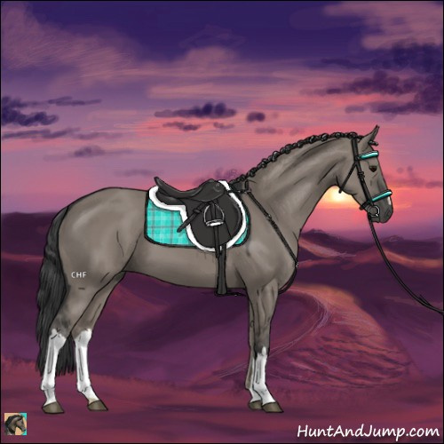Horse Color:Grullo 