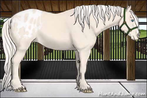 Horse Color:Cremello Appaloosa 