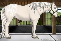 Horse Color:Cremello Varnish