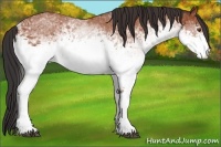 Horse Color:White Spotted Bay Rabicano