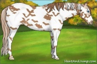 Horse Color:Chestnut Sabino Frame