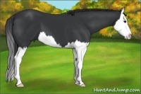 Horse Color:Black Splash 