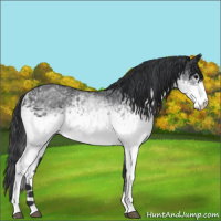 Horse Color:White Spotted Black 