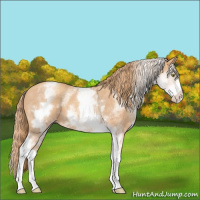 Horse Color:White Spotted Gold Champagne