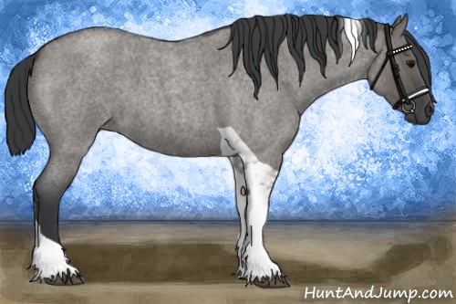Horse Color:Grullo Roan Tobiano 
