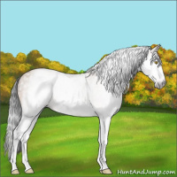 Horse Color:Gray White Spotted Amber Champagne 