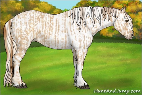 Horse Color:Red Dun and Palomino Blanket