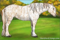 Horse Color:Red Dun  and Palomino Blanket 
