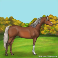Horse Color:Silver Bay 