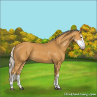 Horse Color:Silver Buckskin Sabino Rabicano 