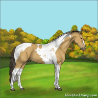 Horse Color:Buckskin Tobiano 
