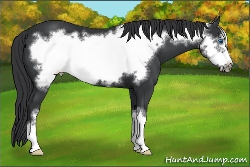 Horse Color:Black Frame 