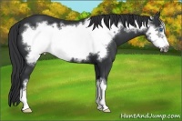 Horse Color:Black Frame 