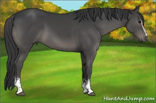 Horse Color:White Spotted Black 