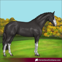 Horse Color:White Spotted Smoky Black 
