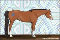 Horse Color:Bay Sabino 