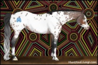 Horse Color:Bay Roan Frame Appaloosa Rabicano
