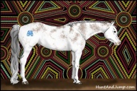 Horse Color:Bay Dun Sabino 