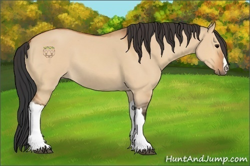 Horse Color:Bay Dun 