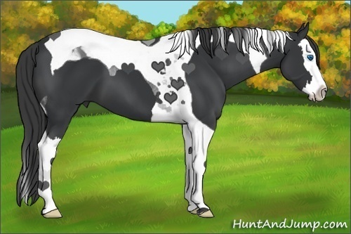 Horse Color:Black Splash Tobiano 