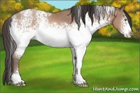 Horse Color:White Spotted Sable Champagne 