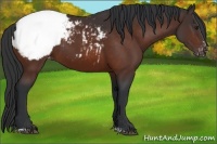 Horse Color:Brown Sabino Snowcap 