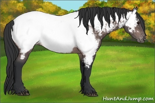 Horse Color:Platinum Bay Appaloosa