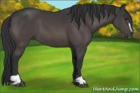 Horse Color:Platinum Brown Sabino 