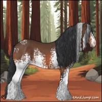Horse Color:White Spotted Bay Rabicano