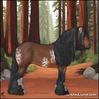 Horse Color:White Spotted Bay Rabicano