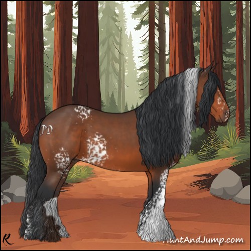 Horse Color:White Spotted Bay 