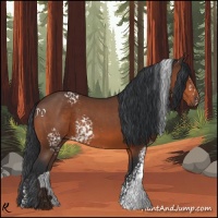 Horse Color:White Spotted Bay 