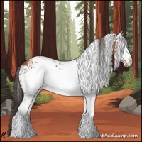 Horse Color:White Spotted Bay 