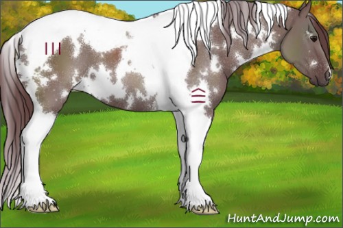 Horse Color:White Spotted Chocolate Grullo Tobiano