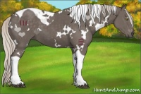 Horse Color:White Spotted Silver Black Tobiano 