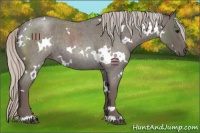 Horse Color:White Spotted Silver Blue Roan 