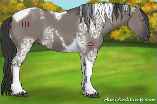 Horse Color:White Spotted Grullo Tobiano 