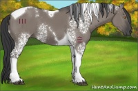 Horse Color:White Spotted Grullo Tobiano 