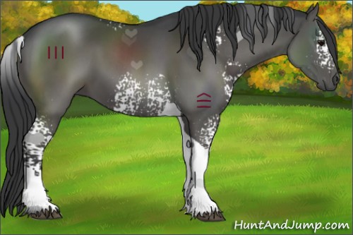 Horse Color:White Spotted Black Tobiano 