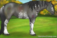 Horse Color:White Spotted Black Tobiano 